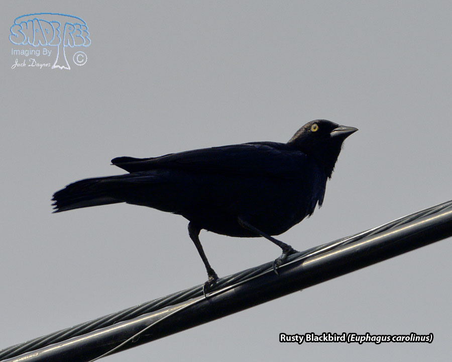 Rusty Blackbird - Euphagus carolinus