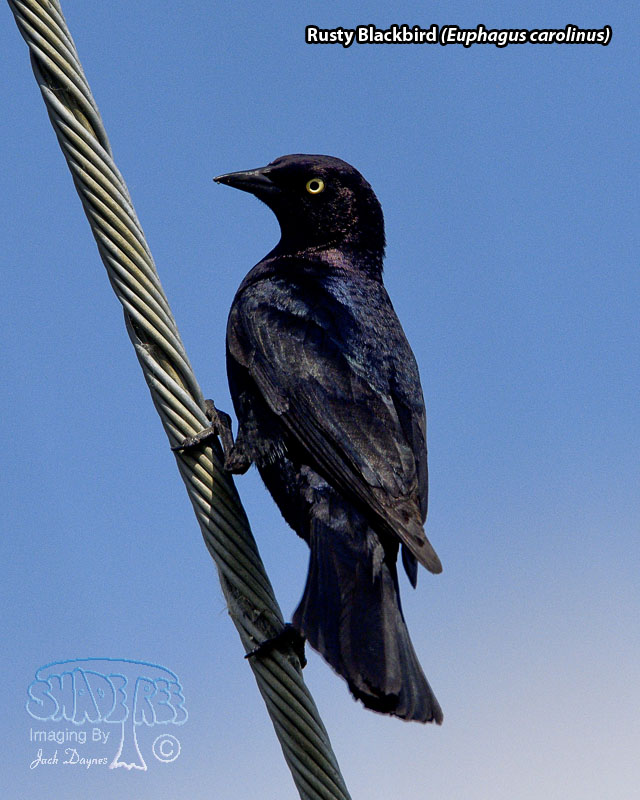 Rusty Blackbird - Euphagus carolinus