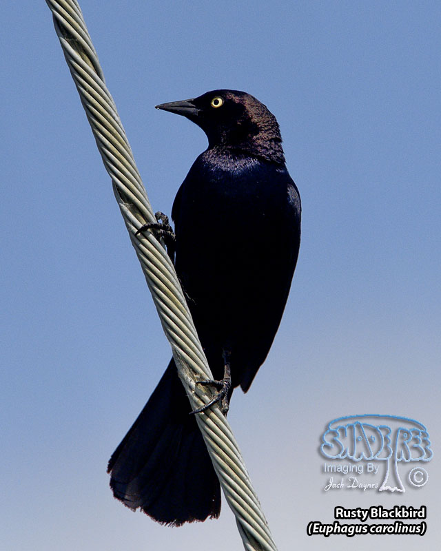 Rusty Blackbird - Euphagus carolinus