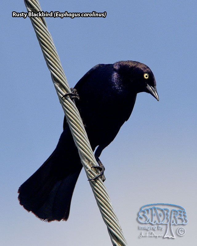 Rusty Blackbird - Euphagus carolinus