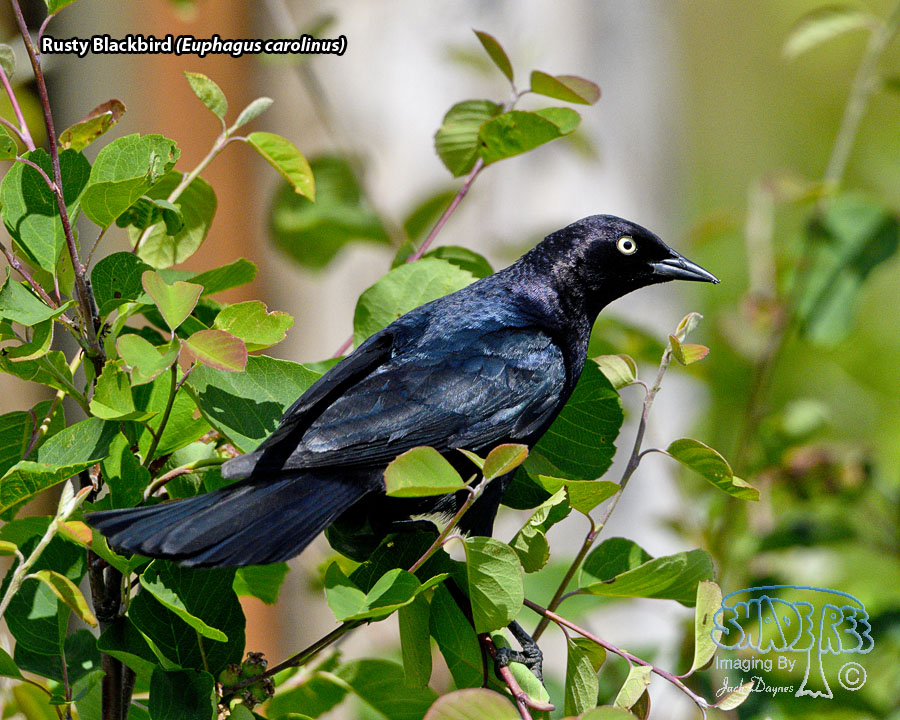 Rusty Blackbird - Euphagus carolinus
