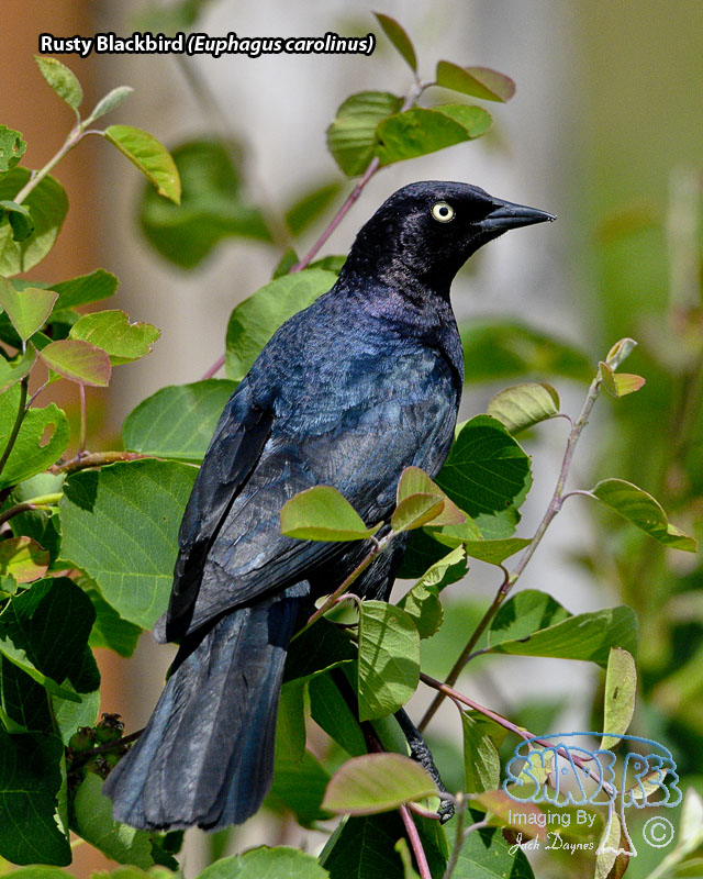 Rusty Blackbird - Euphagus carolinus