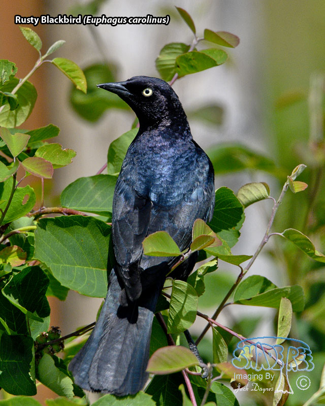 Rusty Blackbird - Euphagus carolinus