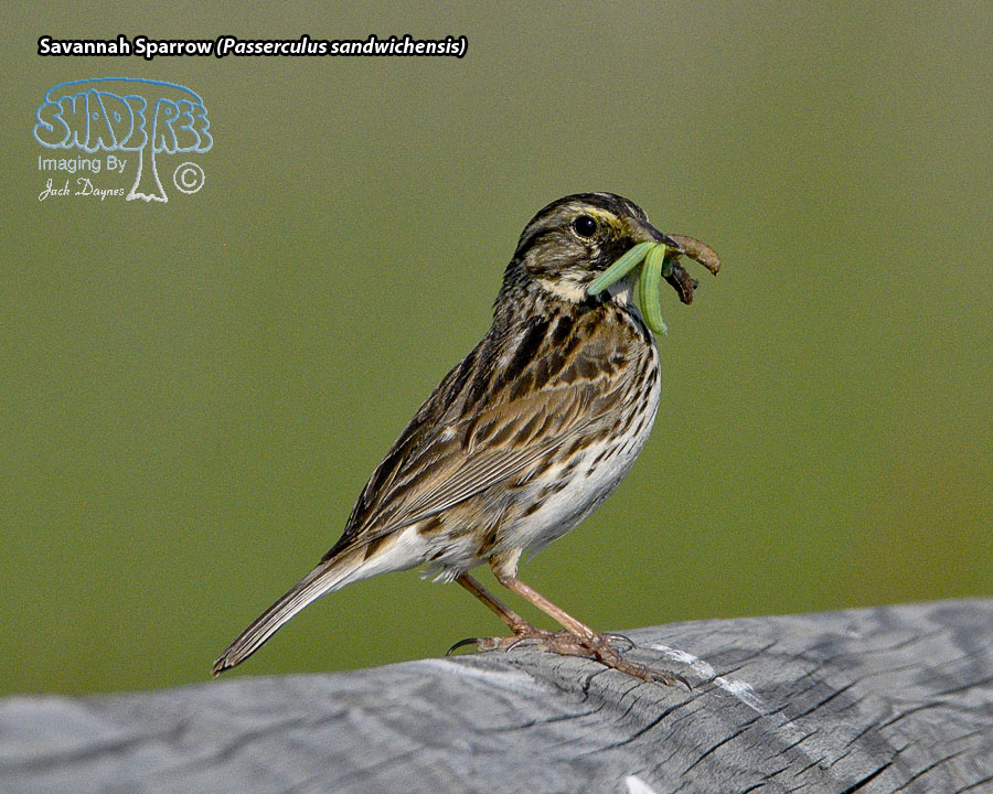 Savannah Sparrow - Passerculus sandwichensis