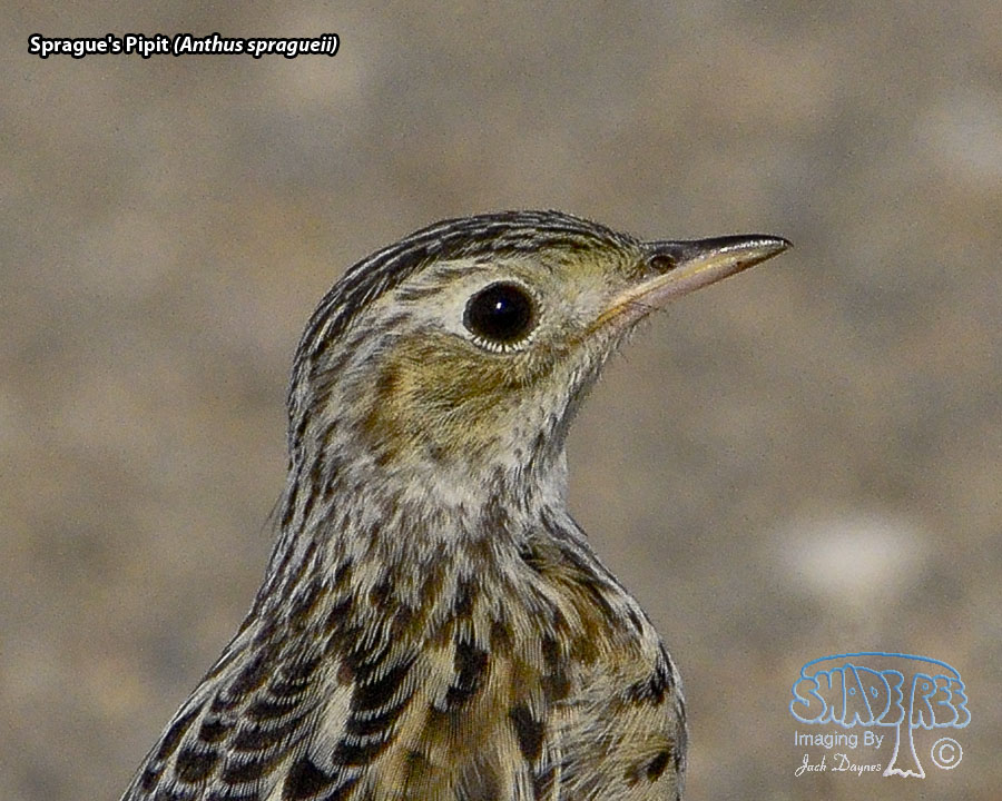 Sprague's Pipit - Anthus spragueii