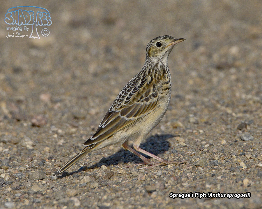 Sprague's Pipit - Anthus spragueii