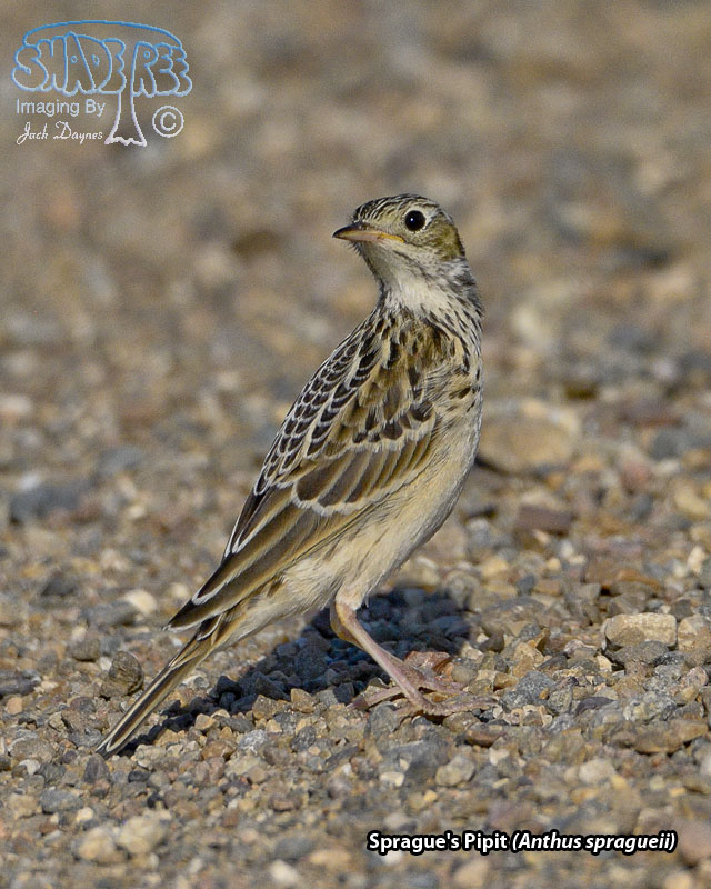 Sprague's Pipit - Anthus spragueii
