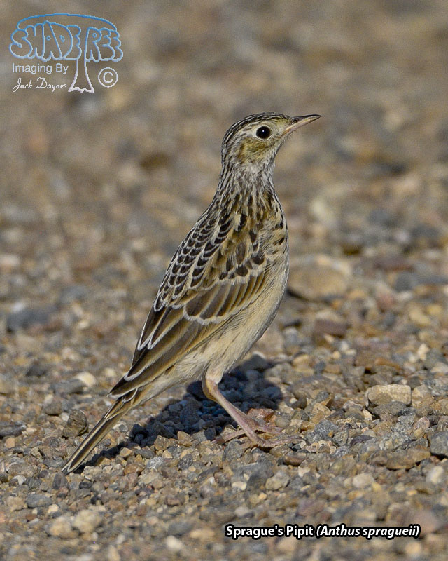 Sprague's Pipit - Anthus spragueii