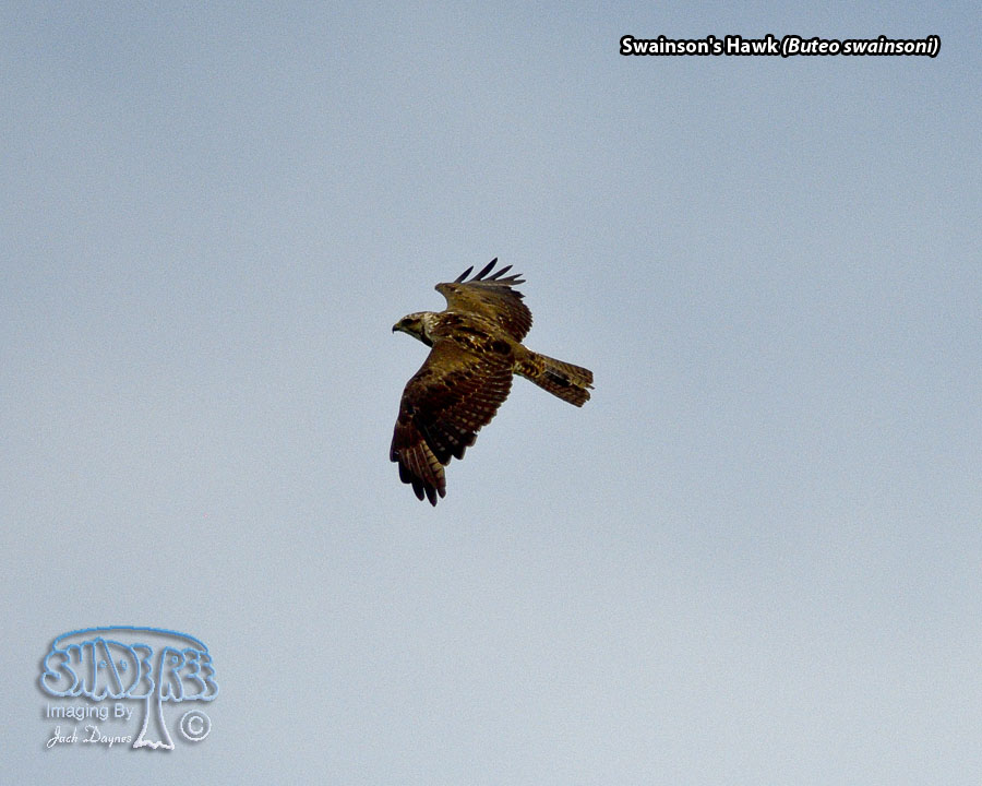 Swainson's Hawk - Buteo swainsoni
