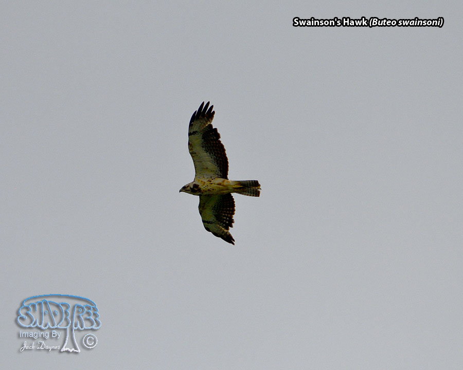 Swainson's Hawk - Buteo swainsoni