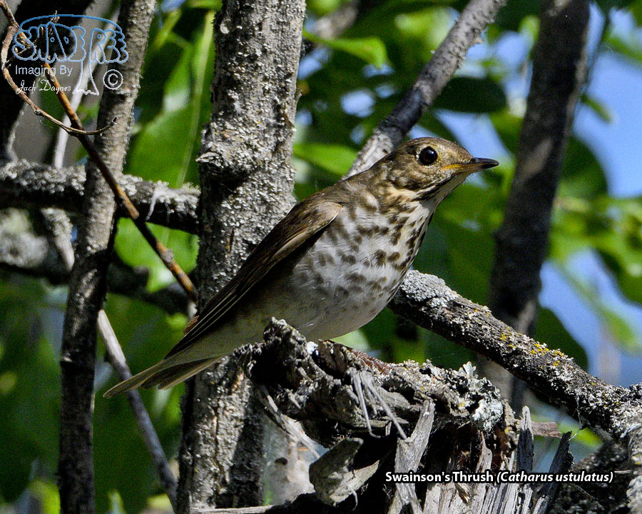 Swainson's Thrush - Catharus ustulatus