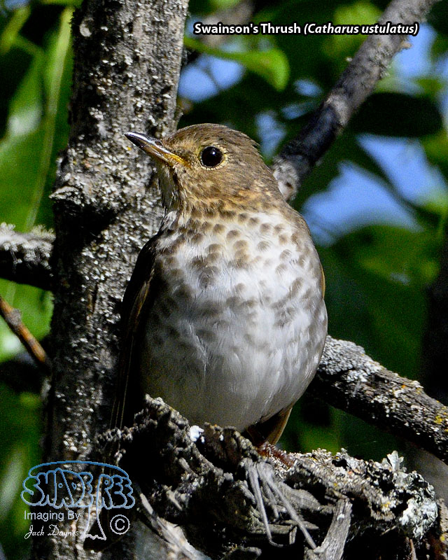 Swainson's Thrush - Catharus ustulatus