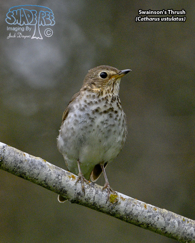 Swainson's Thrush - Catharus ustulatus