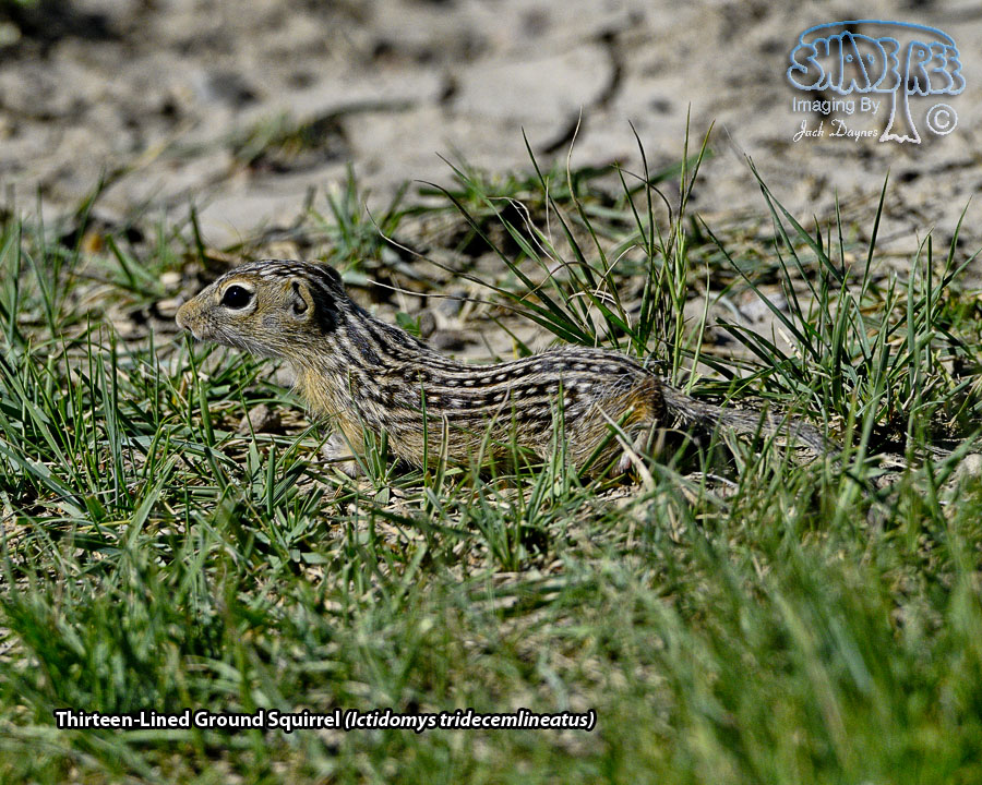 Thirteen-Lined Ground Squirrel - Ictidomys tridecemlineatus