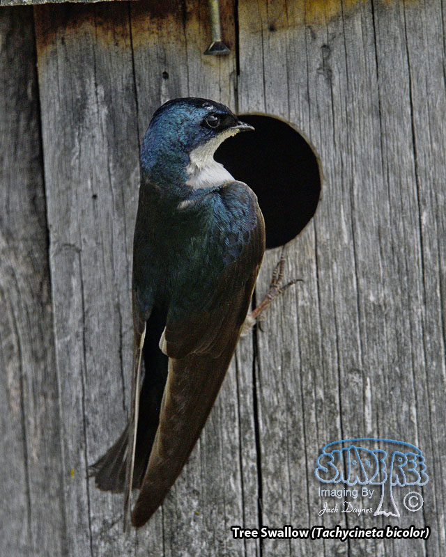 Tree Swallow - Tachycineta bicolor