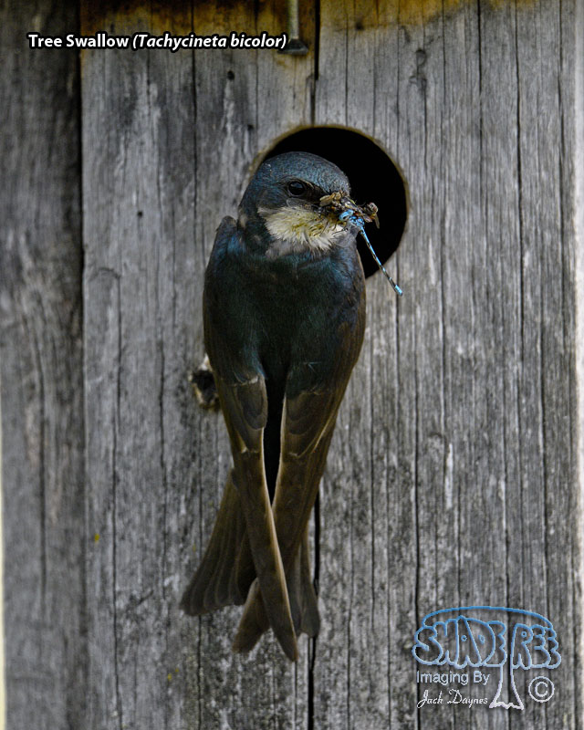 Tree Swallow - Tachycineta bicolor