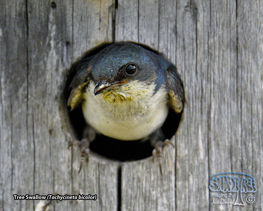 Tree Swallow - Tachycineta bicolor