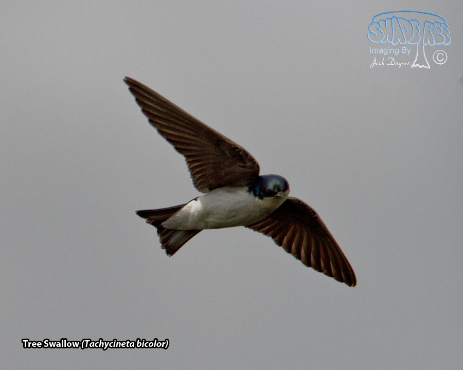 Tree Swallow - Tachycineta bicolor