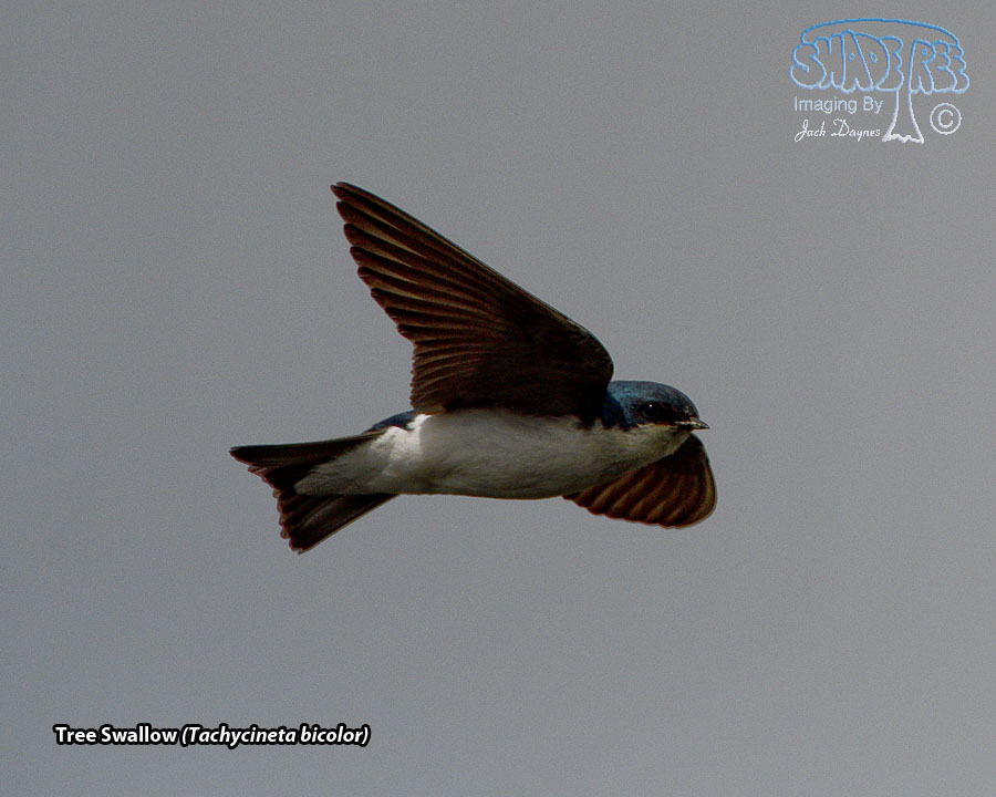 Tree Swallow - Tachycineta bicolor