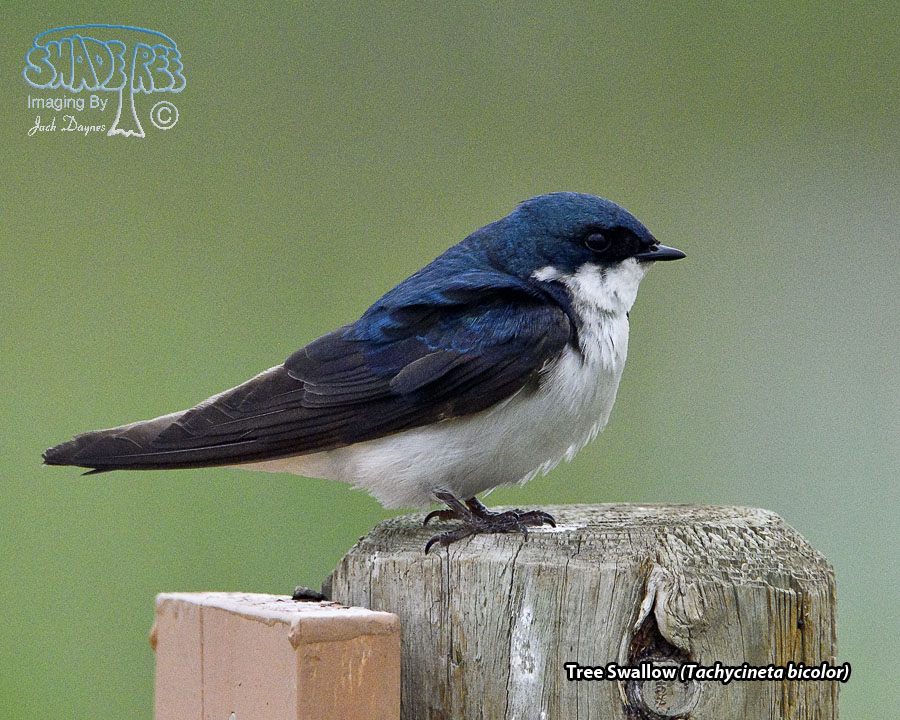 Tree Swallow - Tachycineta bicolor