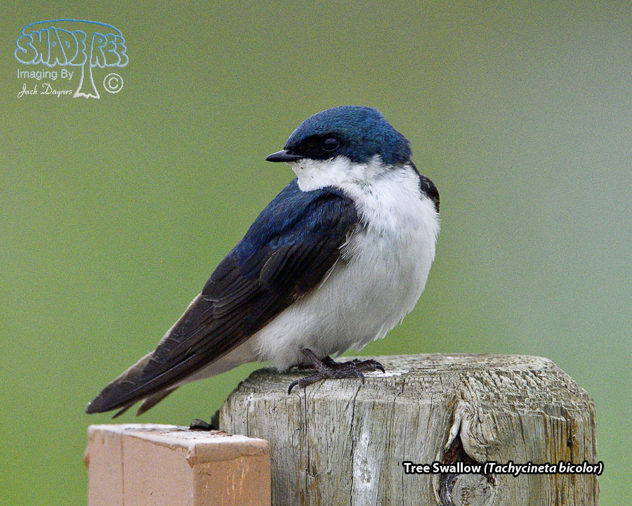Tree Swallow - Tachycineta bicolor