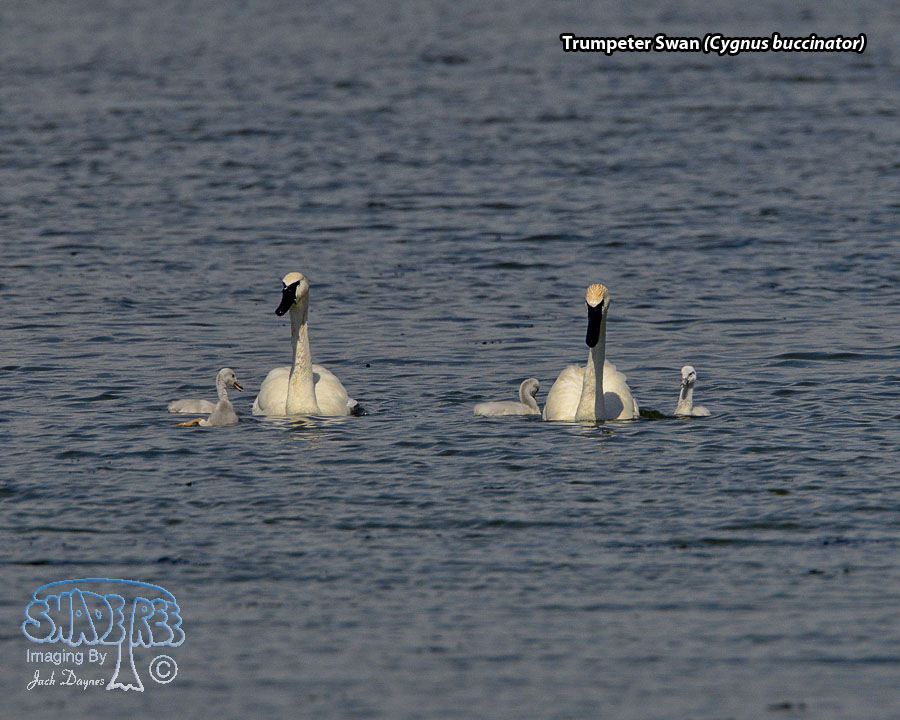 Trumpeter Swan - Cygnus buccinator