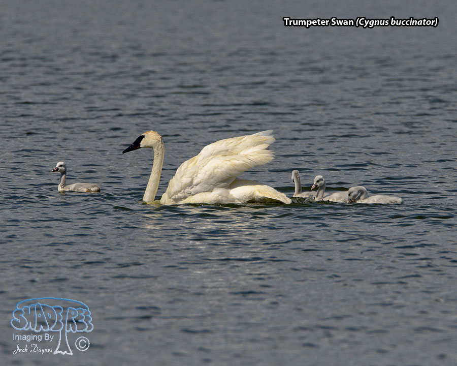 Trumpeter Swan - Cygnus buccinator