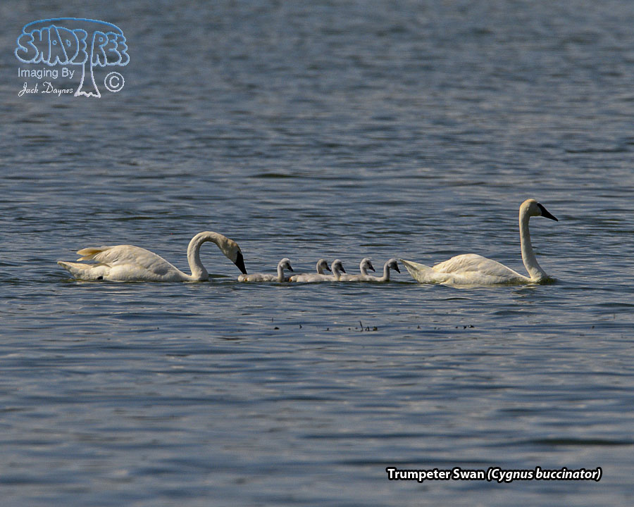 Trumpeter Swan - Cygnus buccinator