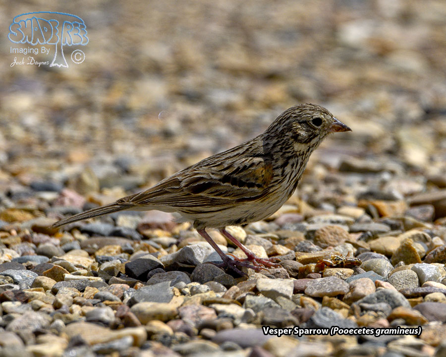 Vesper Sparrow - Pooecetes gramineus