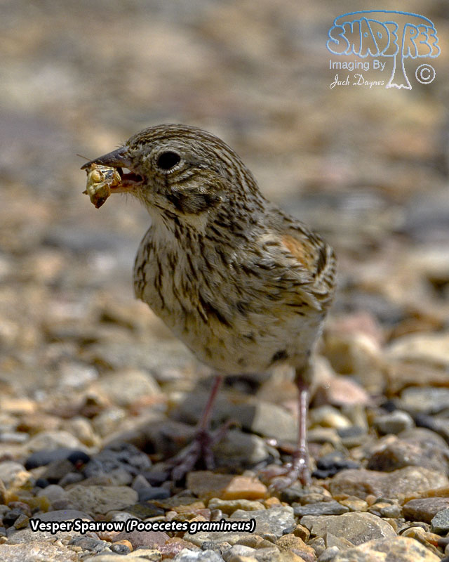 Vesper Sparrow - Pooecetes gramineus