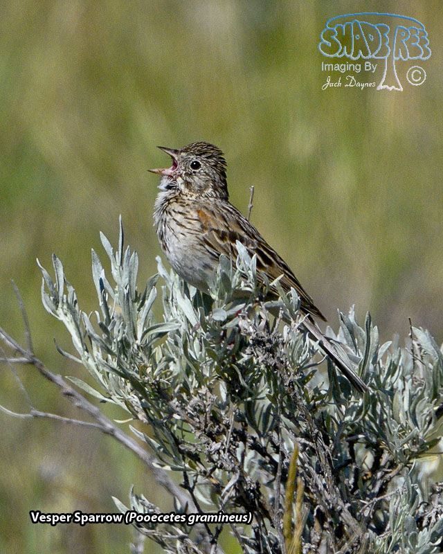 Vesper Sparrow - Pooecetes gramineus