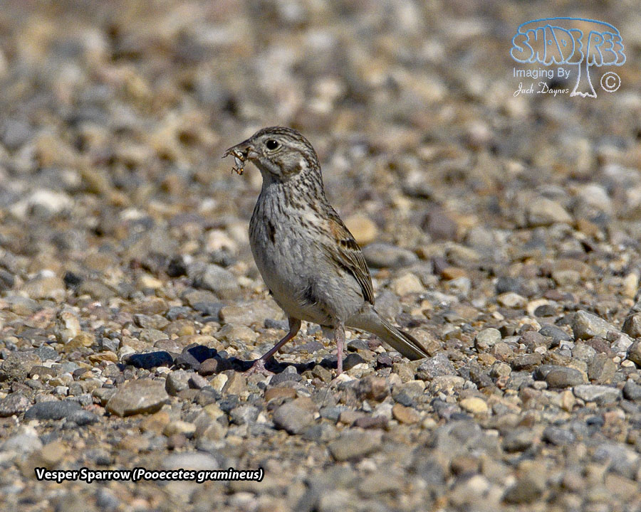 Vesper Sparrow - Pooecetes gramineus