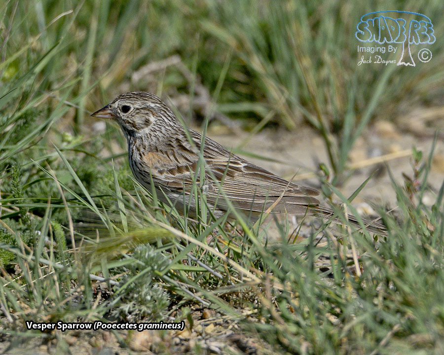 Vesper Sparrow - Pooecetes gramineus