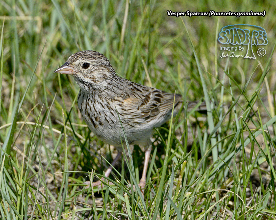Vesper Sparrow - Pooecetes gramineus