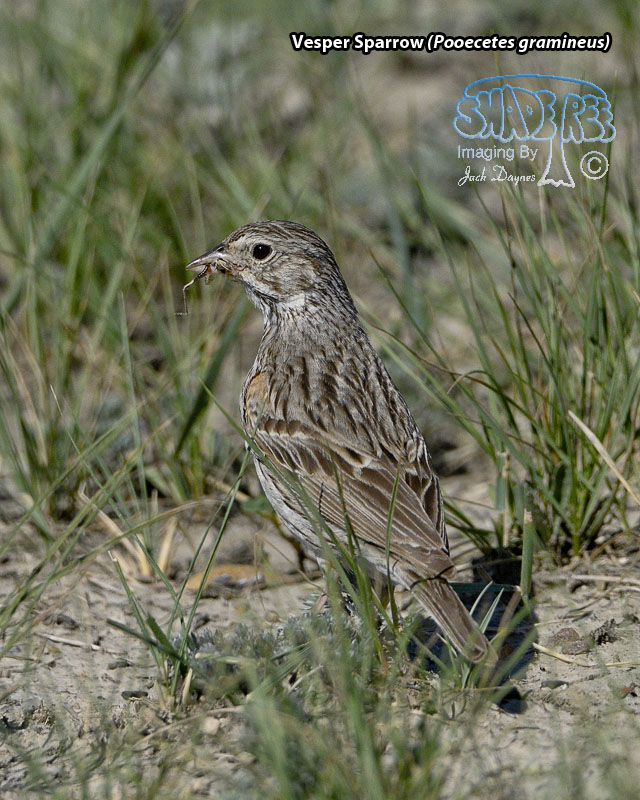 Vesper Sparrow - Pooecetes gramineus