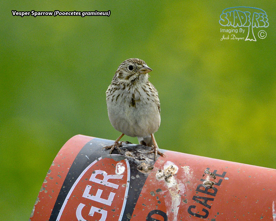 Vesper Sparrow - Pooecetes gramineus