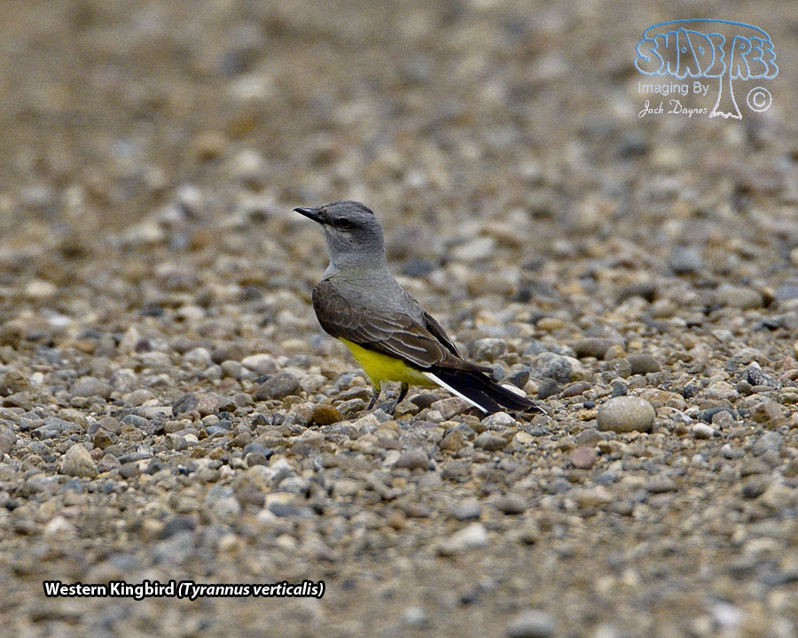 Western Kingbird - Tyrannus verticalis