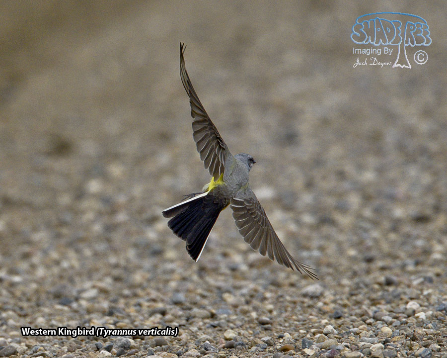 Western Kingbird - Tyrannus verticalis