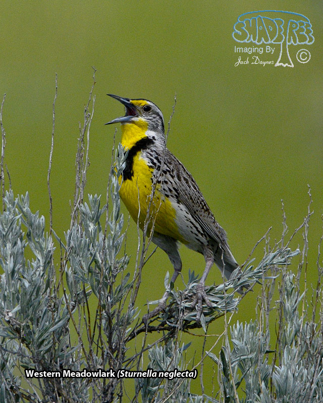 Western Meadowlark - Sturnella neglecta