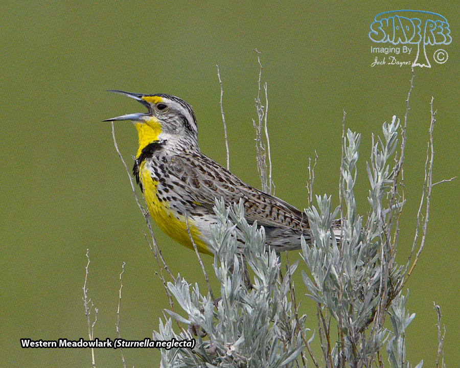 Western Meadowlark - Sturnella neglecta