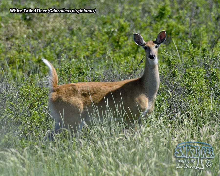 White-Tailed Deer - Odocoileus virginianus