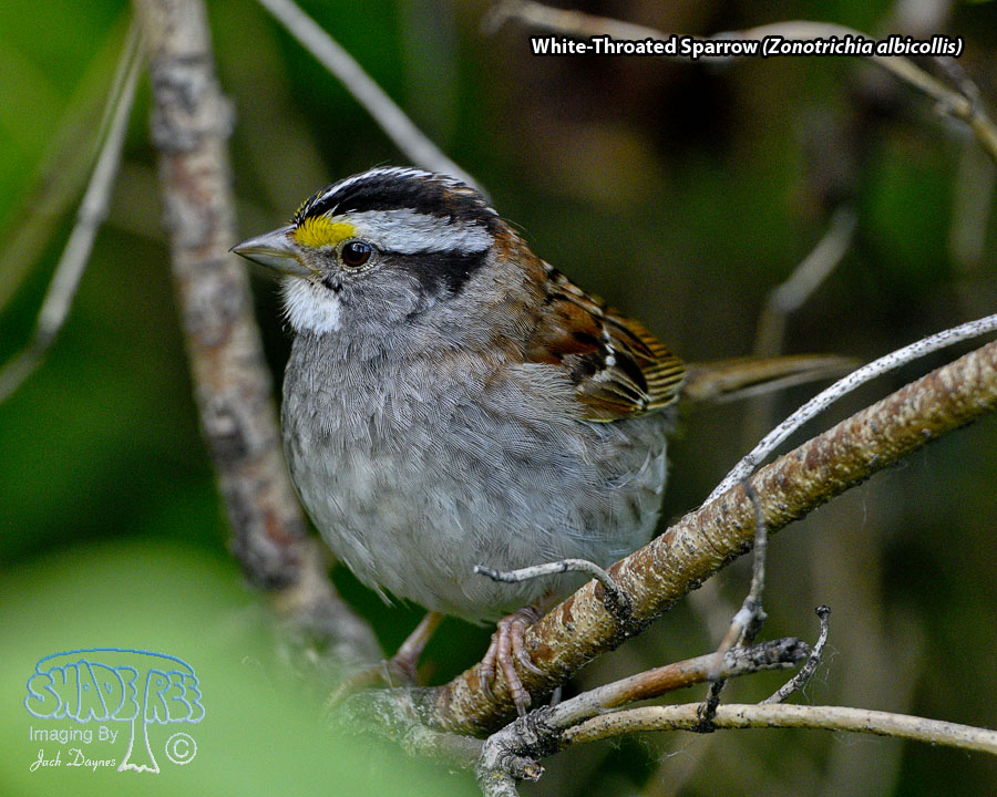 White-Throated Sparrow - Zonotrichia albicollis