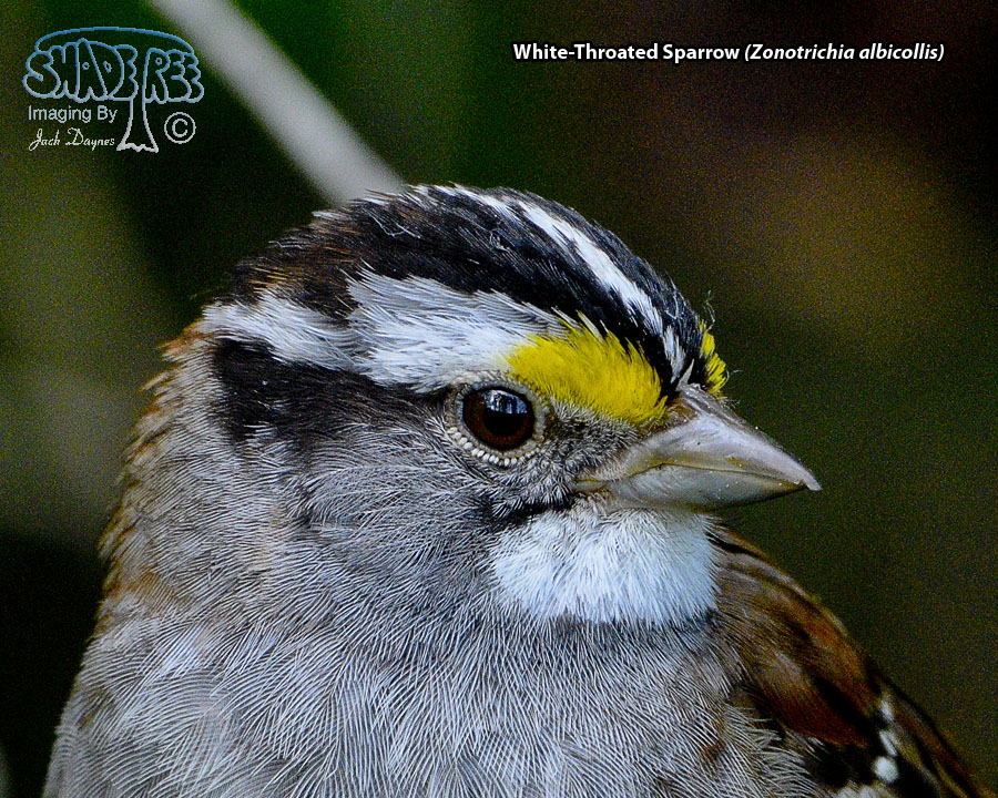 White-Throated Sparrow - Zonotrichia albicollis
