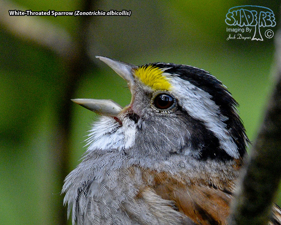 White-Throated Sparrow - Zonotrichia albicollis