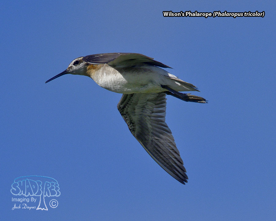 Wilson's Phalarope - Phalaropus tricolor