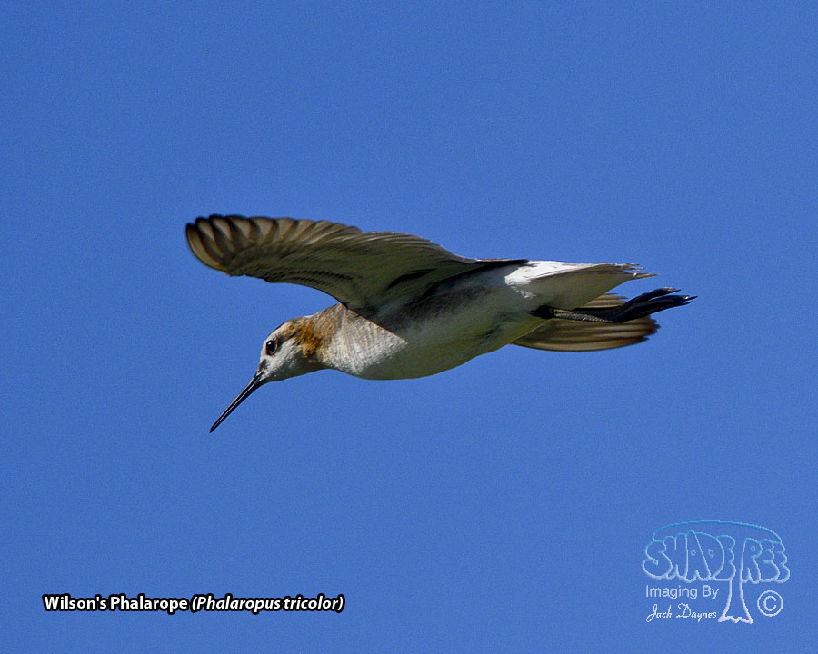 Wilson's Phalarope - Phalaropus tricolor