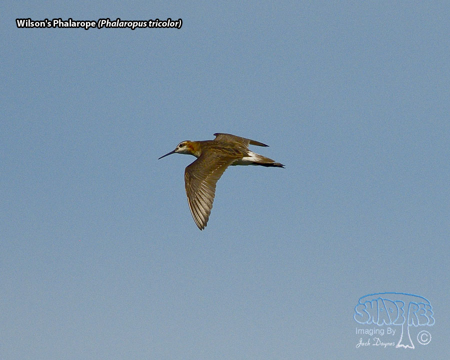 Wilson's Phalarope - Phalaropus tricolor