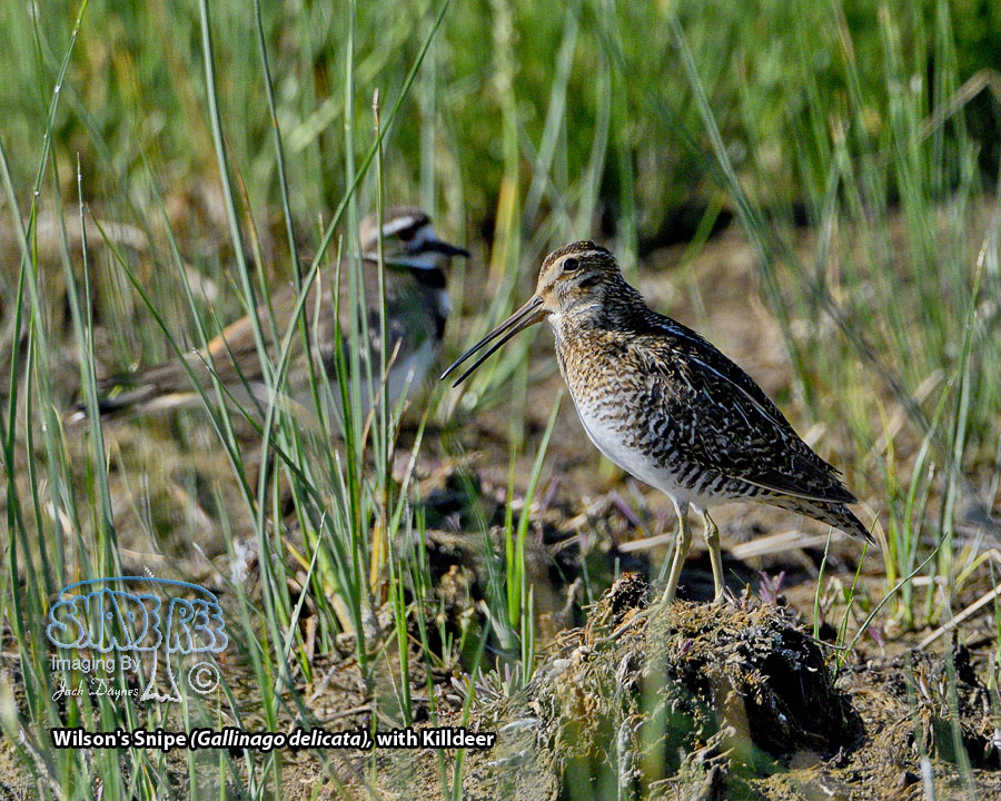 Wilson's Snipe - Gallinago delicata
