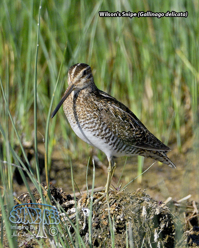 Wilson's Snipe - Gallinago delicata