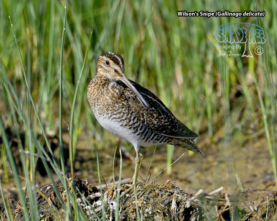 Wilson's Snipe - Gallinago delicata
